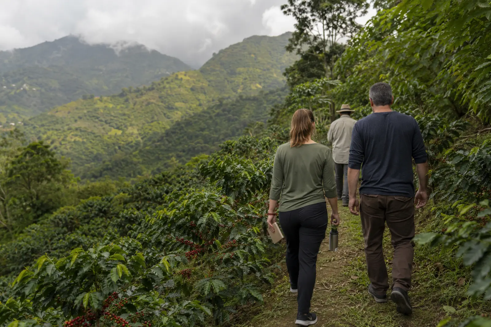 Visitors beginning a responsible Puerto Rico coffee-farm tour