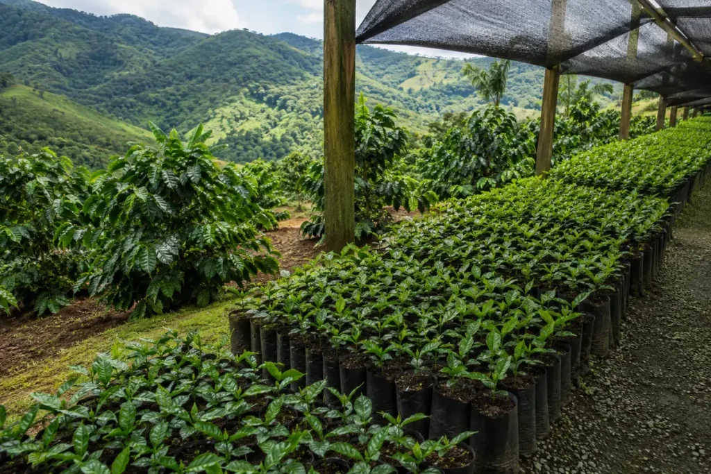 Illustrative editorial image inspired by the coffee region of Yauco & San Juan, Puerto Rico