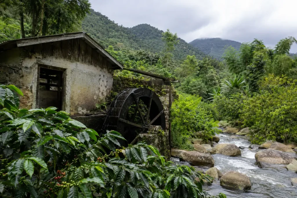Illustrative editorial image inspired by the coffee region of Jayuya, Puerto Rico