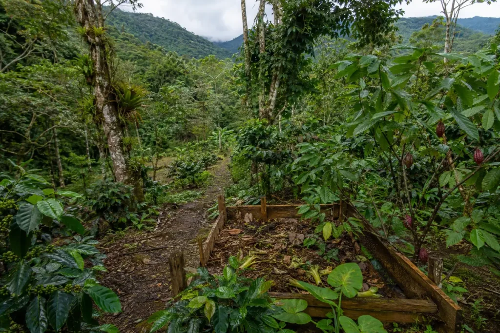 Illustrative editorial image inspired by the coffee region of Adjuntas & La Cordillera, Puerto Rico