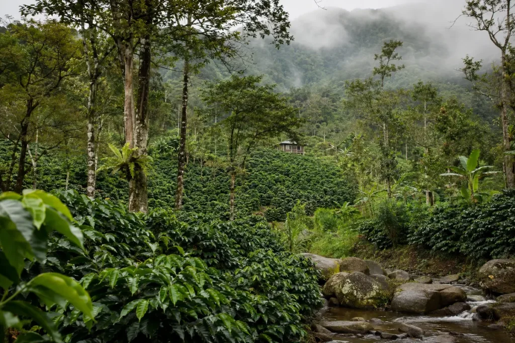 Illustrative editorial image inspired by the coffee region of Maricao, Puerto Rico